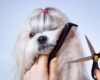 Understand Your Mobile Dog Grooming Needs