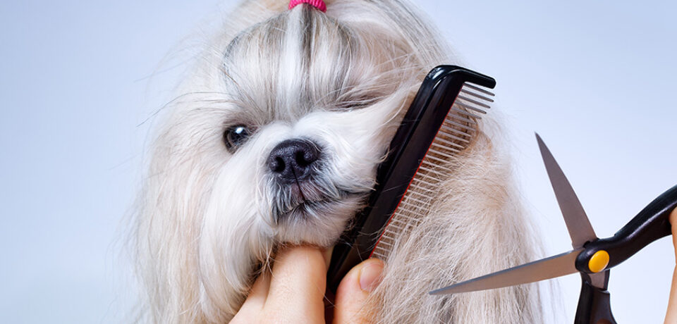 Understand Your Mobile Dog Grooming Needs